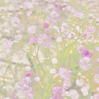 カスミソウ,観葉植物,お花,ピンクのカスミソウ,今日のお花の画像