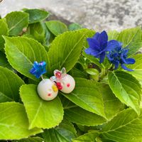 アジサイ,紫陽花,紫陽花 星あつめ,七夕,富山支部の画像