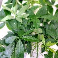 パキラ,観葉植物,植物のある暮らし,みどりのある暮らしの画像