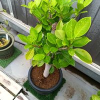 ガジュマル,観葉植物,熱帯植物,沖縄,横浜の画像