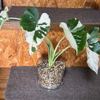 斑入クワズイモ,クワズイモ斑入り,観葉植物,植え替え,ダイソー鉢の画像