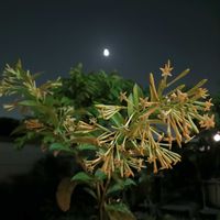 夜香木,熱帯植物,沖縄,横浜の画像