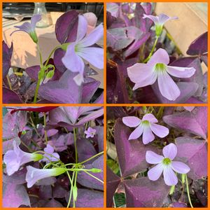 オキザリス,オキザリス・トライアングラリス,鉢植え,地植え,可愛いピンク色♡の画像