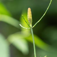 トクサ,お散歩,在来種,野に咲く花,お散歩フォトの画像