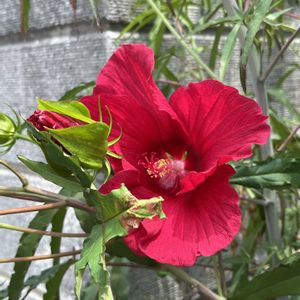 タイタンビカス,赤い花,地植え,ネコ好き,花のある暮らしの画像