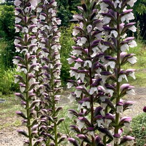 カリブラコア,ヒマワリ,タブノキ,アカンサス モリス,千日紅（せんにちこう）の画像