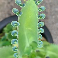 コダカラソウの画像