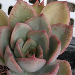 寄せ植え,多肉植物,葉挿し,リメ缶,多肉寄せ植えの画像