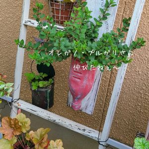 オレガノ,ヘビイチゴ,リメ缶,ガーデニング,ナチュラルガーデンの画像