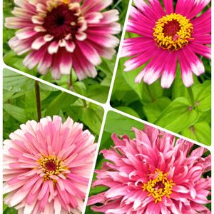 地植え,日当たりの良い場所,畑の画像