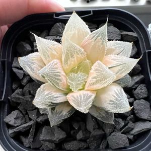 多肉植物,ハオルチア属,ハオルシア属     ,多肉中毒,ガチンコハオルチアクラブの画像