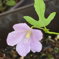 アガパンサス,キキョウ,ハイビスカス ロバツス,カーネーション いちごホイップ,花のある暮らしの画像
