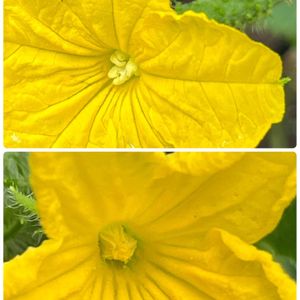 キュウリ,地植え,スマホ撮影,おうち園芸,小さな庭の画像