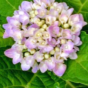 紫陽花,地植え,いつもありがとう♡,暑さに負けるなの画像
