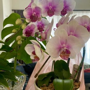 コチョウラン,胡蝶蘭,ミニ胡蝶蘭,胡蝶蘭（こちょうらん）,いつもありがとう♡の画像