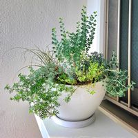 寄せ植え,シルバーリーフ,玄関花台の画像