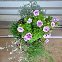ペチュニア,寄せ植え,ベランダの画像