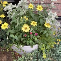 寄せ植え,夏の花の画像