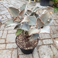 カランコエ,ファング,多肉植物の画像