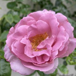 バラ  ローズシナクティフ,地植え,ピンクの花,我が家のバラ,大好きな花の画像