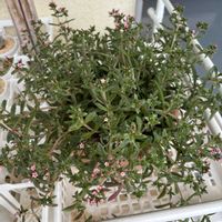 クーペリー,クーペリー,多肉植物,クラッスラ,ピンクのお花の画像