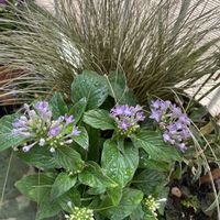 カレックス,ペンタス,アジュガ マホガニー,ペンタス・ブルー,寄せ植えの画像