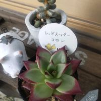ハートカズラ,リトルミッシー,シレネ・ユニフローラ,リトルフロッジー,多肉植物の画像