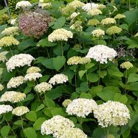 アナベル,紫陽花 アナベル,山アジサイ,山アジサイ,斑入りイワガラミの画像