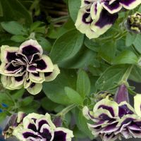 ペチュニア,ペチュニア 花衣 黒真珠,極小ペチュニア　ヴァルゴ,寄せ植え,夏のお花の画像