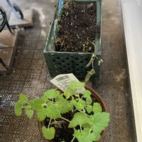 ミント,レモンバーム,ベランダの画像
