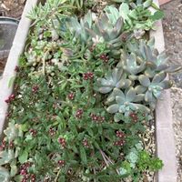 秋麗,クーペリー,多肉植物,多肉植物とサボテン,タニラーの画像