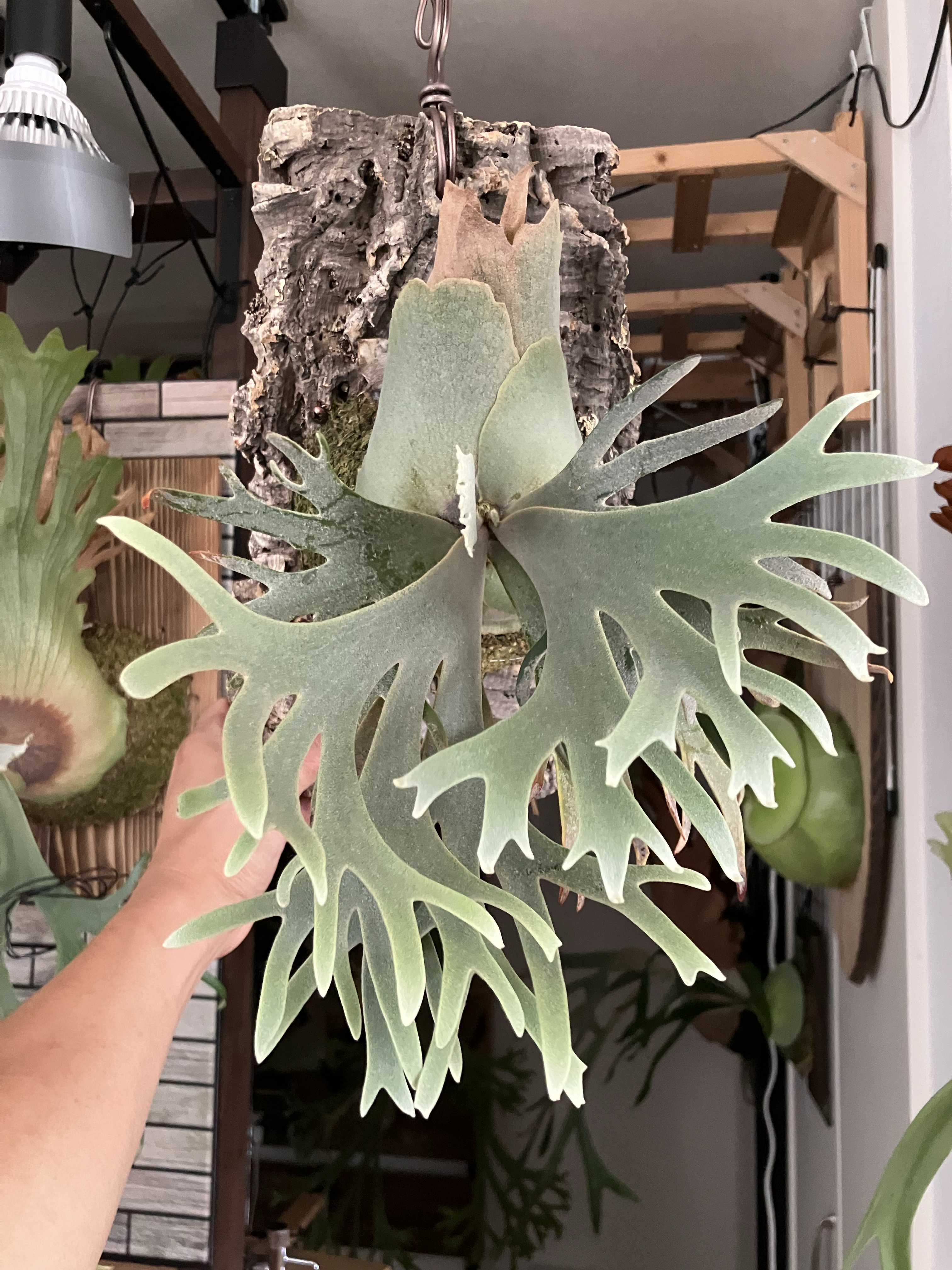 ビカクシダの森