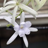 ペトレア ウォルビリス,ユーフォルビアダイヤモンドスター,八重咲きユーフォルビアダイヤモンドスター,PW,PW育てたの画像