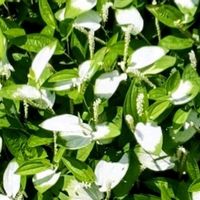 ハンゲショウ,半夏生,斑入り葉っぱ,斑入り。,斑入り好き♡の画像