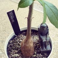 バオバブ,バオバブAdansonia digitata,星の王子さま,バオバブ・アダンソニア・ディギタータ,GS美術部の画像