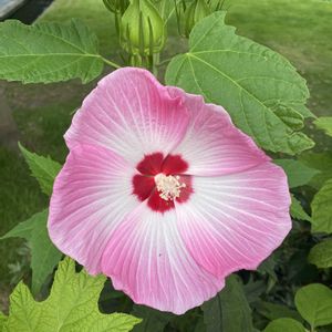タイタンビカス　アルテミス,地植え,開花,ピンクの花,緑が好きの画像
