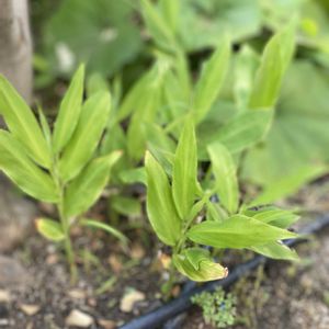 ミョウガ,地植え,緑が好き,毎月８日は葉っぱの日の画像