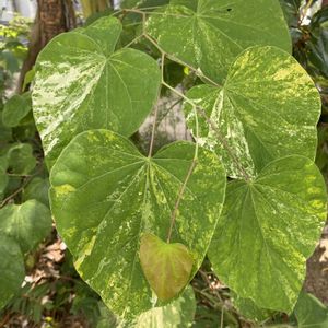 アメリカハナズオウ　サリーブラウン,地植え,緑が好き,毎月８日は葉っぱの日の画像