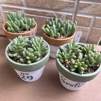 オーロラ,オーロラ,乙女心,乙女心,多肉植物の画像