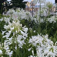 アガパンサス,アゲラタム,アガパンサス   ブルー,アガパンサス　白花,アガパンサス　白と青の画像