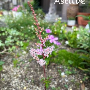 アスチルベ,地植え,花壇,ガーデニング,株分けの画像