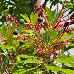 タブノキ,クスノキ科タブノキ属,平和を願う,海辺の公園の画像