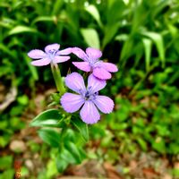 ハマナデシコ,花言葉,山野草,頂き物,花のある暮らしの画像