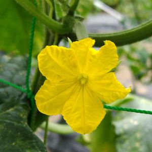 キュウリ,きゅうり,キュウリの花,地植え,我が家の畑の画像