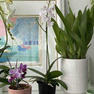 セイヨウニンジンボク,ミニ胡蝶蘭,万両の花,室内,花のある暮らしの画像
