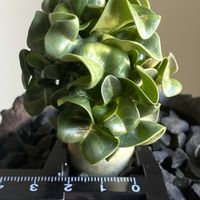 アデニウム,アデニウム ドーセット ホーン,Dorset horn adenium,Dorset horn adenium,アデニウム DHAの画像