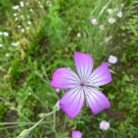 アグロステンマの画像