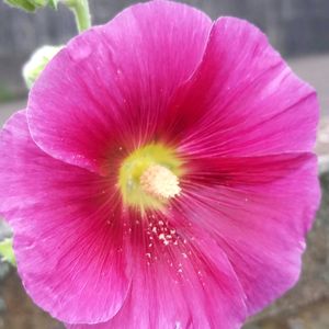 タチアオイ,地植え,ガーデニング,種から,我が家の画像