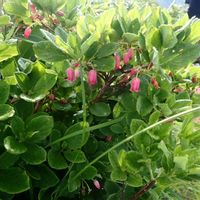 サラサドウダンの画像