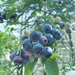 オクラ,ブルーベリー,オクラの花,地植え,甘い❤の画像